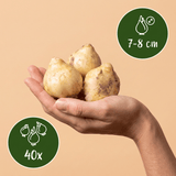Boshyacint bollen Hispanica mix