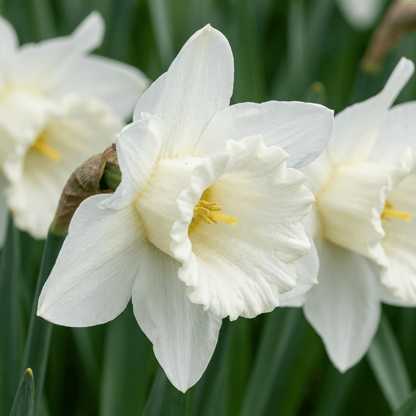 Narcisbollen Mount Hood