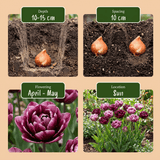 Tulpenbollen Sweet Desire mix