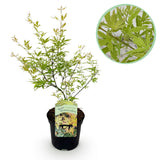 Product afbeelding 1
