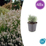 Product afbeelding 8