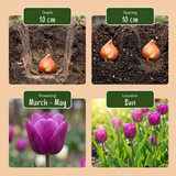 Blomsterløg mix Farverig