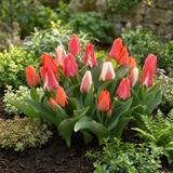 Tulpenbollen Greigii mix