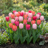 Tulpenbollen Positive Vibe