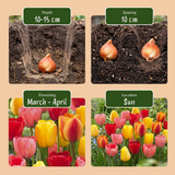 Tulpenbollen Darwin Hybride mix