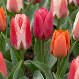 Tulipanløg Greigii mix XL løg