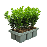 Product afbeelding 1