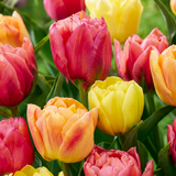 Tulip bulbs Symbiosa mix