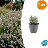 Product afbeelding 7