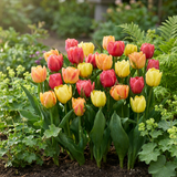 Tulip bulbs Symbiosa mix