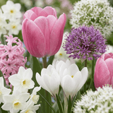 Bloembollen mix Roze