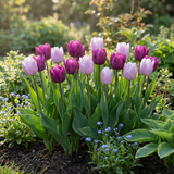 Tulpenbollen Prince mix
