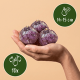 Hyacintbollen Pastel mix