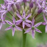Alliumbollen Christophii