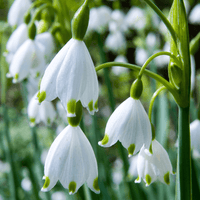 Summer snowflake bulbs Aestivum