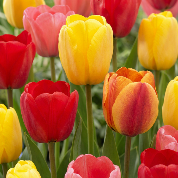 Tulipanløg Darwin Hybrid mix