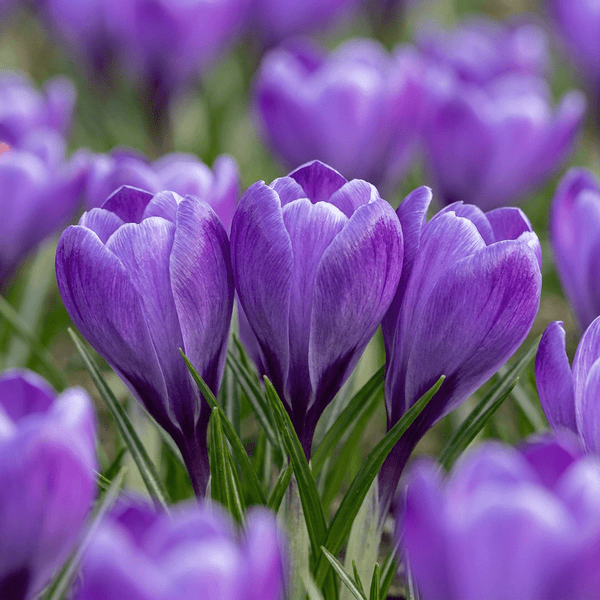 Krokusløg Blue