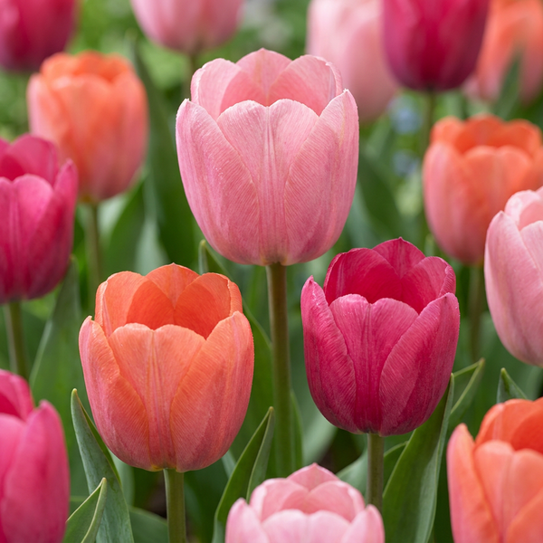 Bulbes de tulipe Positive Vibe