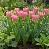 Tulpenbollen Striped Crown