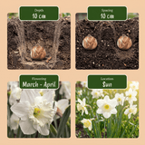 Blomsterløg mix Solrig have