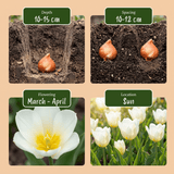 Tulpenbollen Triumph White