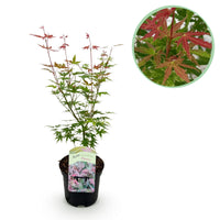 Arce japonés Phoenix - Rosa - 70cm
