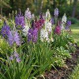 Camassia bulbs Leichtlinii mix