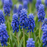 Blauwe druifjes bollen Armeniacum XL bollen
