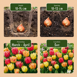 Tulip bulbs Symbiosa mix