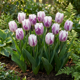 Tulpenbollen Flaming Flag