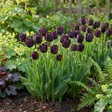 Tulipanløg Black