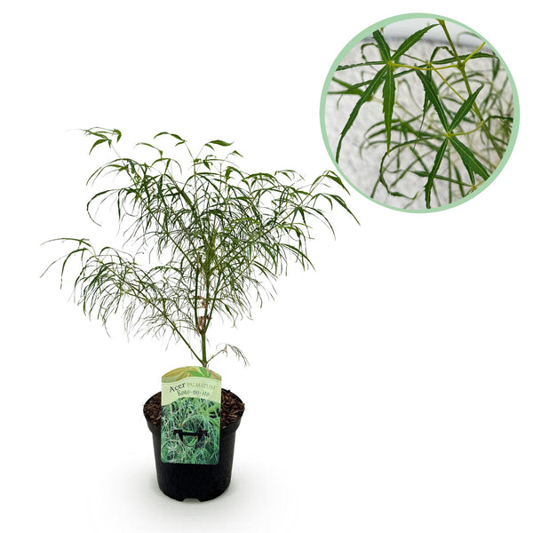 Japanse Esdoorn Koto - no - ito - Groen - 70cm kopen bij Green Bubble