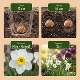 Blomsterløg mix Tør have