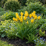 Tulpenbollen Sylvestris