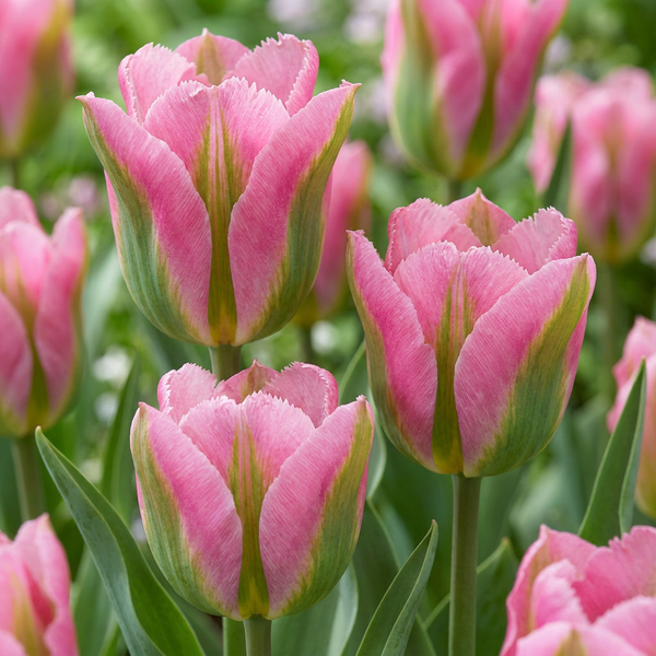 Bulbes de tulipe Striped Crown