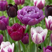 Tulpenbollen Blueberry mix