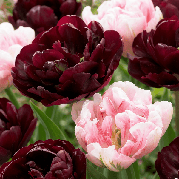 Bulbes de tulipe mélange Sweet Desire