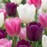 Tulipanløg Pastel mix XL løg