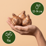 Narcisbollen Large Cupped mix