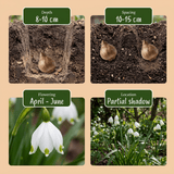 Summer snowflake bulbs Aestivum
