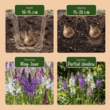 Camassia bulbs Leichtlinii mix