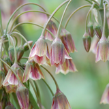 Prydløg Siculum