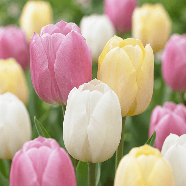 Bulbes de tulipe Sorbet mélange