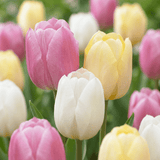 Tulpenbollen Sorbet mix