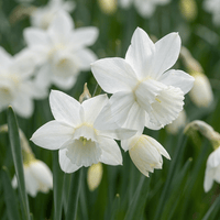 Narcisløg Triandrus Thalia