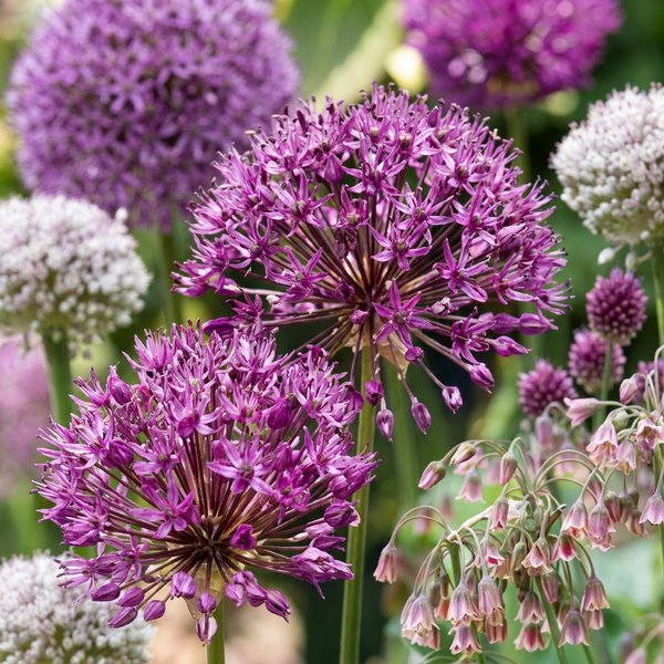 Blomsterløg mix Prydløg