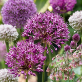 Blomsterløg mix Prydløg