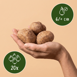 Helmbloem bollen Beth Evans