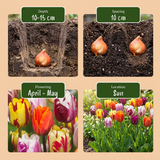 Tulpenbollen Flaming Beauty mix