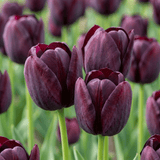 Tulpenbollen Triumph Black